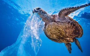 Black Sea Cleaning